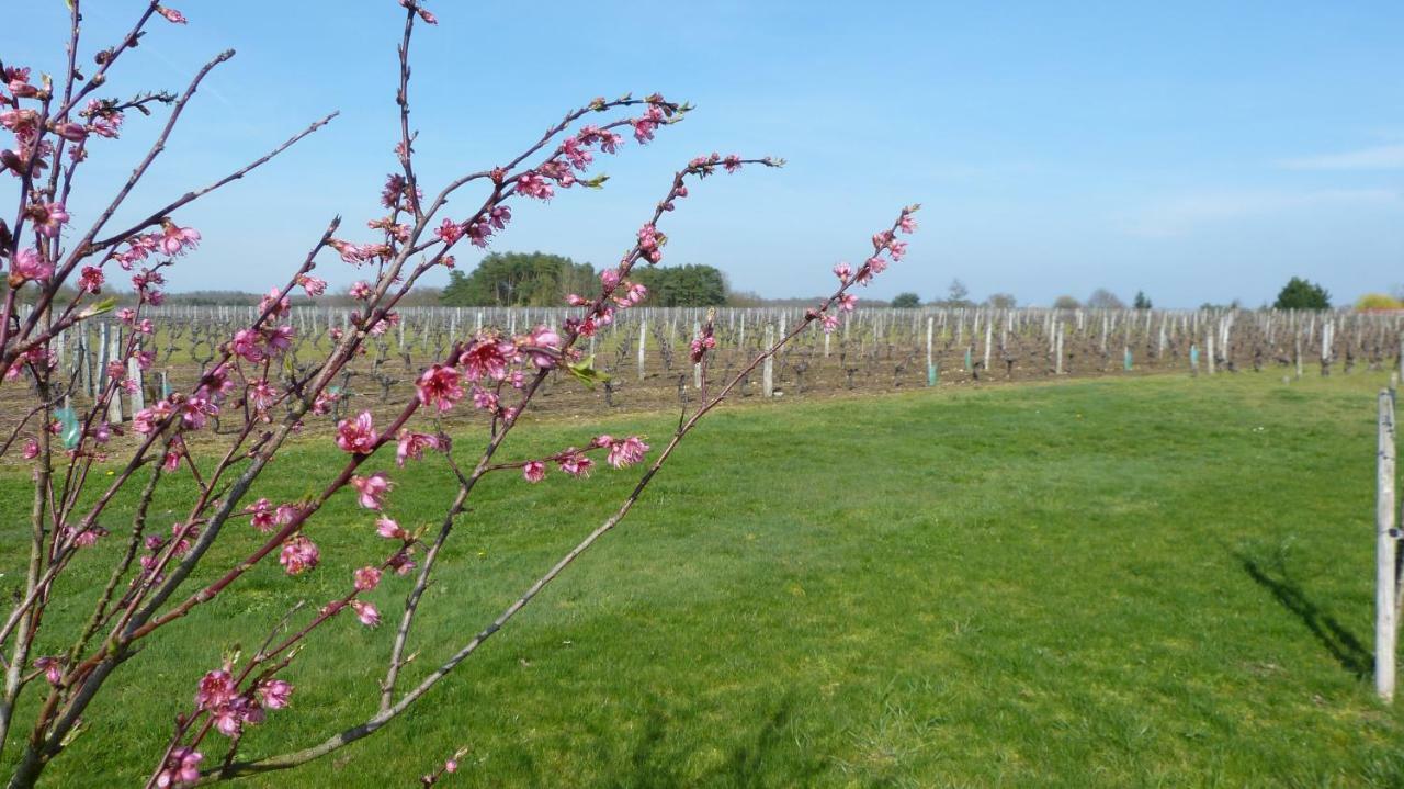 생-조르주-쉬르-셰르 L'Ecrin Au Coeur Des Vignes 빌라 외부 사진